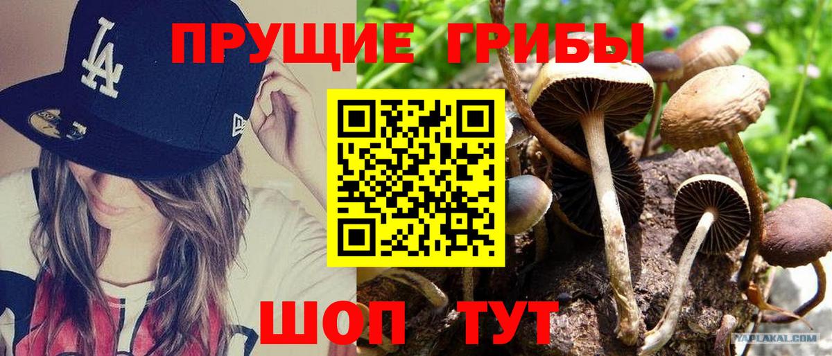 Галлюциногенные грибы Magic Shrooms  Вход с VPN  Знаменск 